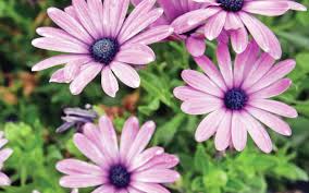 How to pronounce faqs that the computer translator recognizes? Pronouncing Names Of Plants Can Be Intimidating Duluth News Tribune