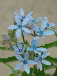 Tweedia Aka Blue Milkweed Meaning Faithful Affection Caerulea Milkweed Unusual Flowers