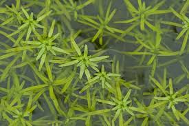 Image result for Callitriche