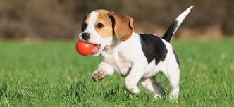 Looking for a dog friendly hotel? Dog Parks Northern Beaches Council