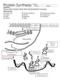 As soon as the video is finished, have the students read and answer the questions found in part 1 of the student activity sheet. Protein Synthesis Worksheet Pdf Biology Worksheet Study Biology Biology Lessons