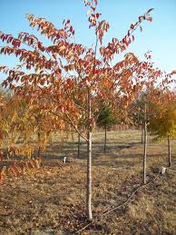 Affirm starting at 0% apr on orders $200+. Pink Snow Showers Cherry Charlotte Creek Nursery