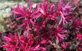 Image result for Scytopetalum pierreanum