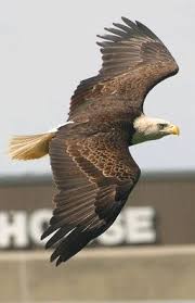 Identification Birds Of Prey In Georgia Pin On Gsu Goooo Eagles