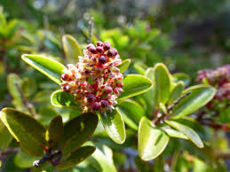 Image result for Embelia