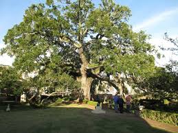 The giving tree landscaping services many families in richmond place, do you need help getting your yard spruced up? Amazing Tree In The Rear Garden Area Picture Of The Cummer Museum Of Art And Gardens Jacksonville Tripadvisor