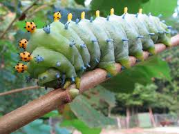 Image result for Cecropia