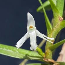 Image result for Angraecum conchiferum