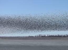 Clouds Of Geese Clouds Bird Migration Beautiful Wall Art