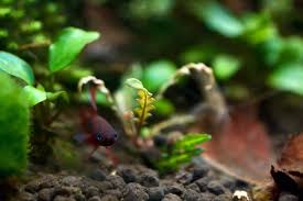 This animal is available captive bred. Wild Betta Fish 9 Fascinating Alternatives To Domestic Bettas Aquariadise