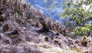 Image result for Isoglossa milanjiensis