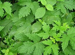 Image result for Girardinia bullosa