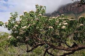 Image result for Volkameria glabra