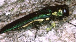 Emerald Ash Borer Treatment Options In Nj Pa Organic Plant Care