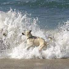 On Wordpress Com Dog Beach Dog Friendly Beach Dog Swimming