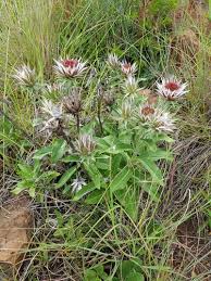 Image result for Macledium zeyheri