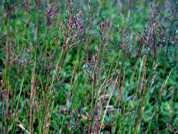 Image result for Chrysopogon