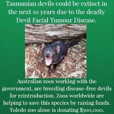 Zoos Prevent Extinction That S Why I Believe In Zoos Australian Reptile Park Reptile Park Wildlife Park