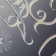 Image result for Gnidia stenophylla