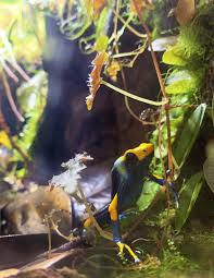 Jesuit Today Summer 2024 by Jesuit Dallas