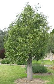 Image result for Brachychiton