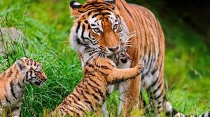 *kagum dengan ciptaan allah s.w.t. Mengenal Flora Dan Fauna Di Benua Asia Kamu Harus Tahu Imujio Com