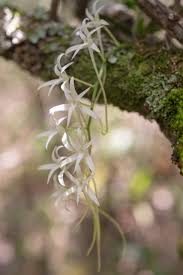 Image result for Mystacidium