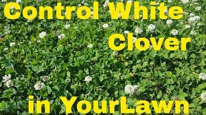 Green gobbler vinegar weed killer | best white clover killer. How To Kill White Clover Field Test With 4 Products Youtube