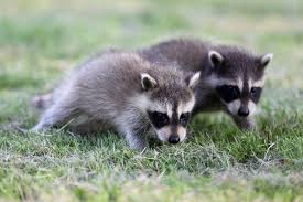 We did not find results for: How To Get Rid Of Raccoons Cost Diy Tips Earlyexperts