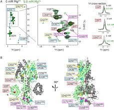 Functional Roles Of Mg2 Binding Sites In Ion Dependent