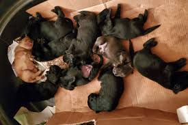 Puppies, 8 months and under: Tiffany Gaitan Has Labrador Retriever Puppies For Sale In San Antonio Tx On Akc Puppyfinder Labrador Retriever Puppies Labrador Retriever Labrador