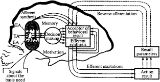 Image result for Higher Integrative Function