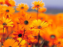 Maybe you would like to learn more about one of these? Dorothy Flowers Obituary St Louis Mo