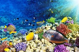 26 صورة ستجعلك ترغب السفر إلى جزر المالديف Underwater Fish Ocean Fishing Best Snorkeling