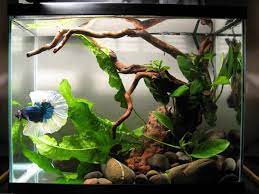 Betta Fish Tank How To Set It Up Properly Betta Tank Betta Fish Tank Fish Plants
