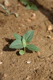 Image result for Leucas princei