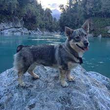 26 Swedish Vallhunds Ideas In 2021 Swedish Vallhund Little Dogs Dogs