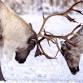 In Context: Caribou Tufting
