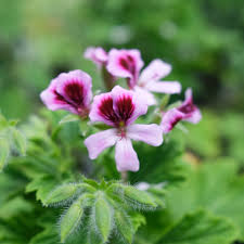 Image result for Pelargonium