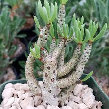 Image result for Buchholzia