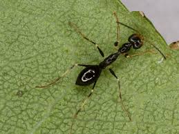 Image result for Gonatopus