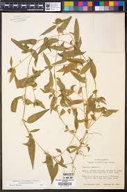 Image result for Commelina congesta