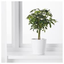Ficus Benjamina Natasja Pflanze Ficus Kleinblattrig Ikea Deutschland Pflanzen Zimmerpflanzen Ideen Grunpflanzen