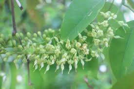 Image result for Teramnus micans