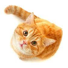 Cat Png 976 900 Png Pinterest Liked On Polyvore Featuring Cat And Kitten Cats Animals Cats And Kittens