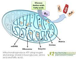 What does mitochondria use to make atp. How Atp Is Generated In Mitochondria Wasfa Blog