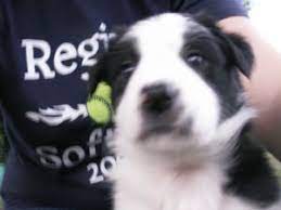 I have a litter of puppies that were born on august thirteen. Border Collie Puppies In Michigan