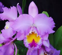 Lc. Leo Holguin x C. J.A. Carbone Clone 2 (2)