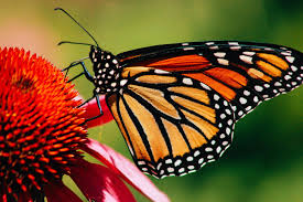 Free for personal and commercial use. Close Up Of A Monarch Butterfly On Flower 1421095 Stock Photo At Vecteezy