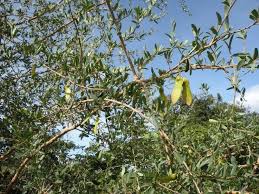 Image result for Securidaca longepedunculata